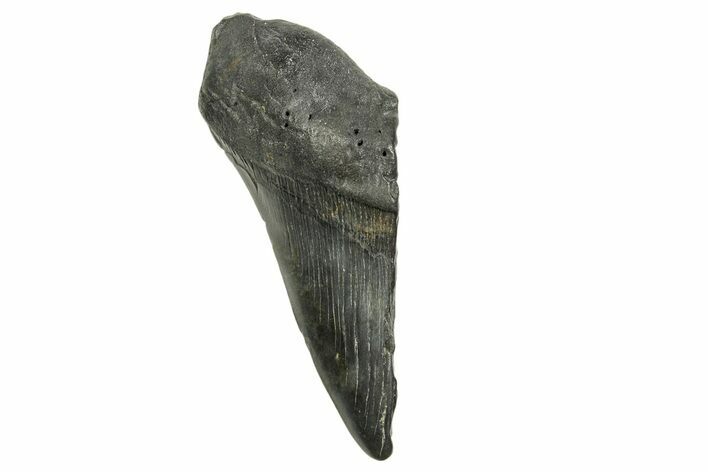 Partial Fossil Megalodon Tooth - South Carolina #370011
